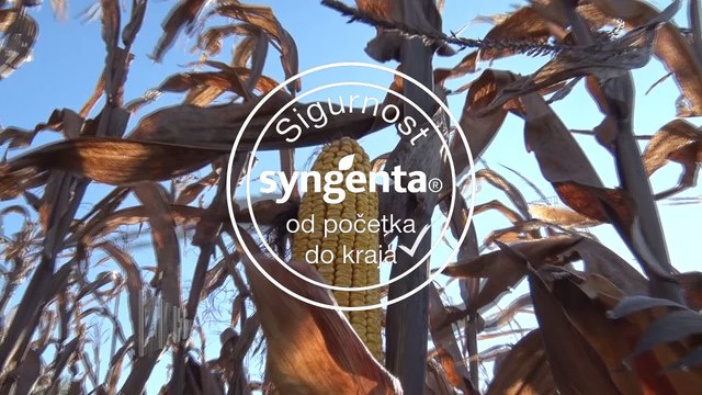 „Syngenta“ hibridi kukuruza – jer je sigurnost njihova glavna odlika