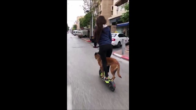 Quand tu fais de la trottinette électrique avec ton chien... La grande classe