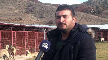 'Kurtların korkulu rüyası' köpekler Çankırı'da yetiştiriliyor