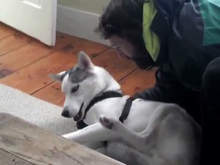La comédie de ce chien qui ne veut pas sortir dans le froid !