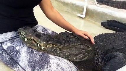 Ce crocodile ronronne si vous le caressez !! Mais... je veux pas !