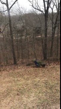 Ces chiens refusent de jeter le sapin de Noël et font tout pour le retenir !