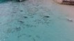 Cet enfant nage près de requins sans le savoir !! Filmé d'un drone..