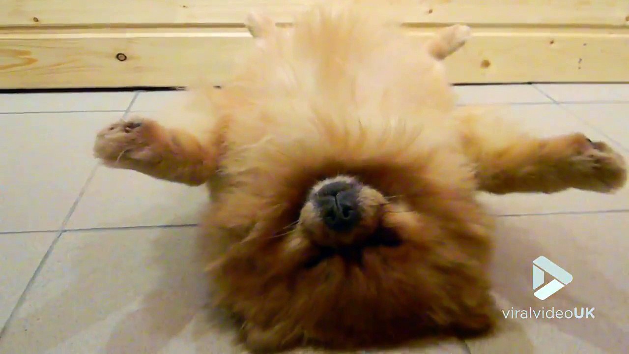 Grosse sieste et ronflements de ce chien sur le dos ! Mettez le son !