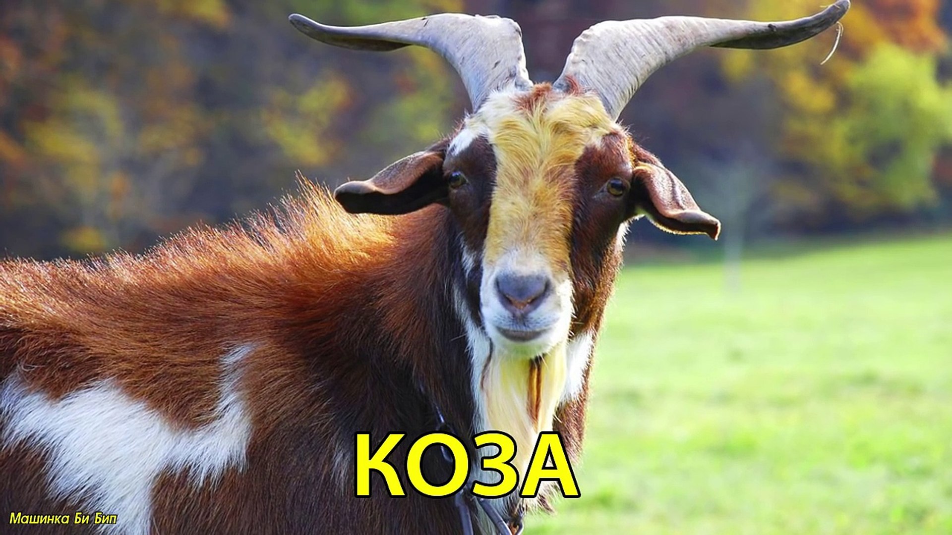 ⁣Домашние животные Изучаем домашних животных Звуки животных развивающий мультик