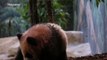 Presentan en un zoo francés a la cría de un panda gigante