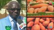 "les différentes variétés de manioc au Senegal" Suivez les explications!