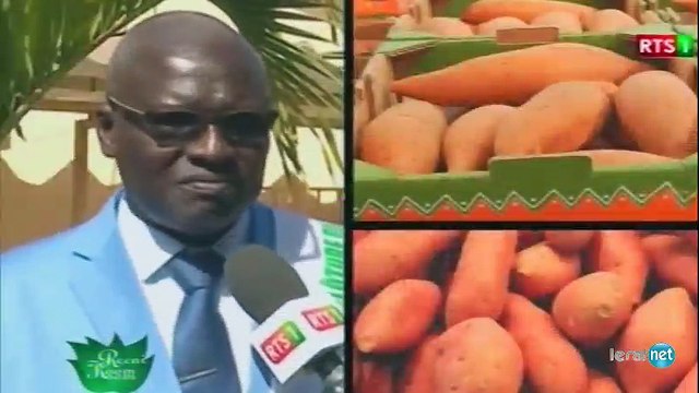 les différentes variétés de manioc au Senegal Suivez les explications!