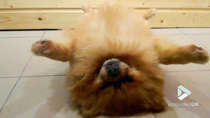 un chien ronfle sur le dos... trop chou