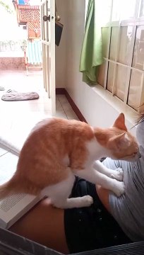 un chat mignon fait des massages du ventre