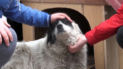 Sokak köpeği 'Karagöz'e' esnaftan sıcak yuva - SİNOP