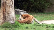 Dream Worlds Bengal and Sumatran Tigers at the Gold Coast, Australia