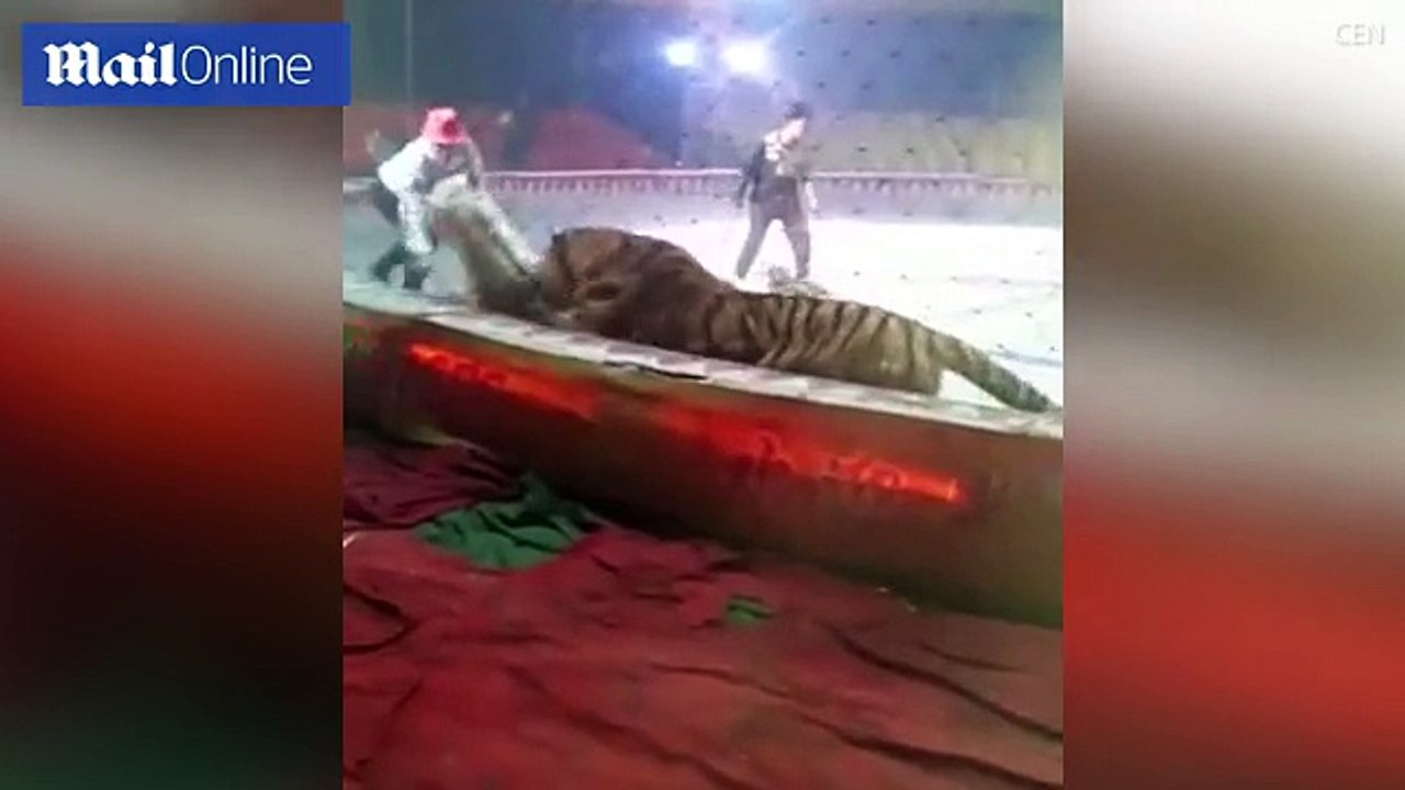 A lion and a tiger attack a horse at a Chinese circus