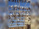 Best high flying pigeons big breeders farm 5