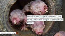 Why Naked Mole Rats Rarely Get Cancer