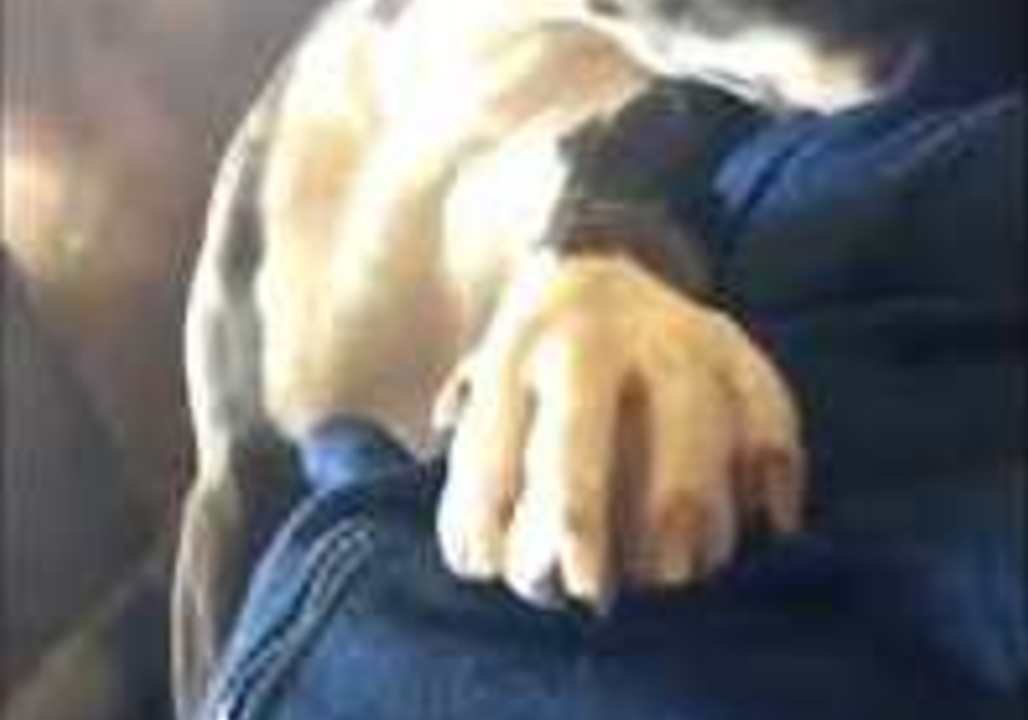 Adorable Pitbull Cuddles Up With Mommy and Baby Belly