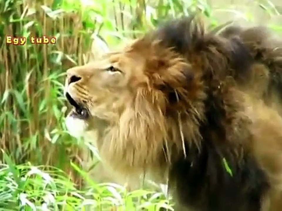 اسد يقول الله اكبر 2