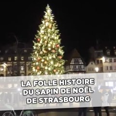 La folle histoire du sapin de Noël de Strasbourg