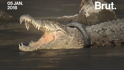 Un crocodile prisonnier d'un pneu en Indonésie