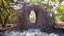 Pour attirer les femelles, ces oiseaux construisent les nids les plus complexes au monde