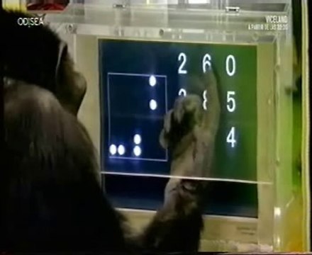 Atencion y memoria de trabajo: Chimpances vs. humanos (Ayumu)