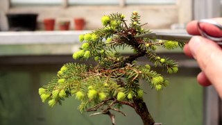 Three Spruce Bonsai Trees, Part 1, May 2017