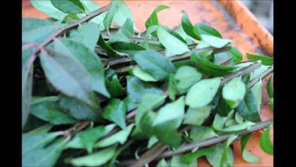 Cheap Burning Bushes....Grow Your Own