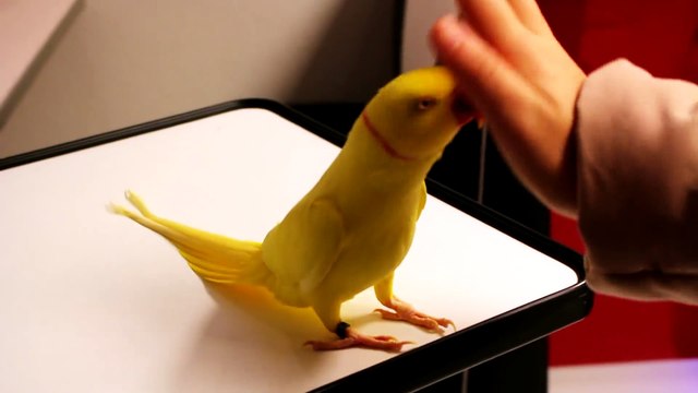 Pratende halsbandparkiet - Talking Ringneck Parrots (indian) mutation