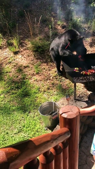Un ours vient voler de la viande pendant un barbecue