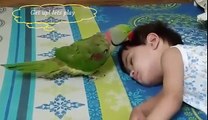 Wake Up! Get up let's play cute parrot wants to play with his Friend
