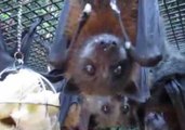 Fruit Bats Go Nuts Over Banana Treat