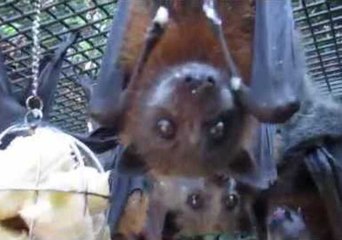 Fruit Bats Go Nuts Over Banana Treat