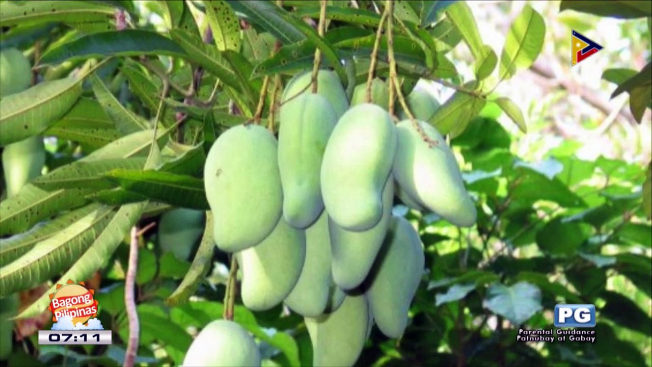 ENTREPINOY: Pickled mango business