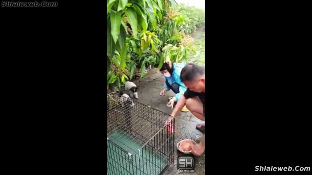 Rescatando A Unos Perros Cachorros Abandonados En Una Huerta