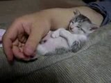 Sleepy kitten - Gatinho dorminhoco