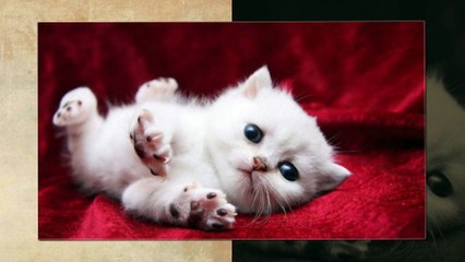 Scottish fold cats from scotland