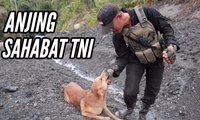 Anjing Sahabat TNI di Proyek Trans Papua