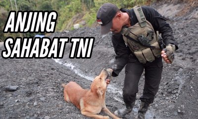 Anjing Sahabat TNI di Proyek Trans Papua
