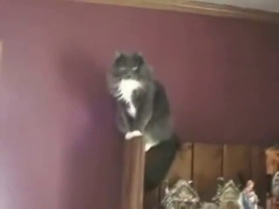 Cat Won't Jump (Guy Screams) video Dailymotion