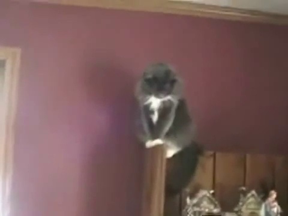Cat Won't Jump (Guy Screams) video Dailymotion