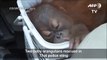 Baby orangutans rescued in Thai police sting[1]