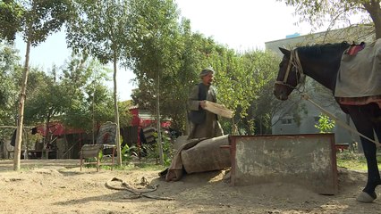 Afghanistan's buzkashi horses prepare for battle