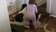 Toddler Tries Ride St. Bernard - (Dog Ain't Having It)