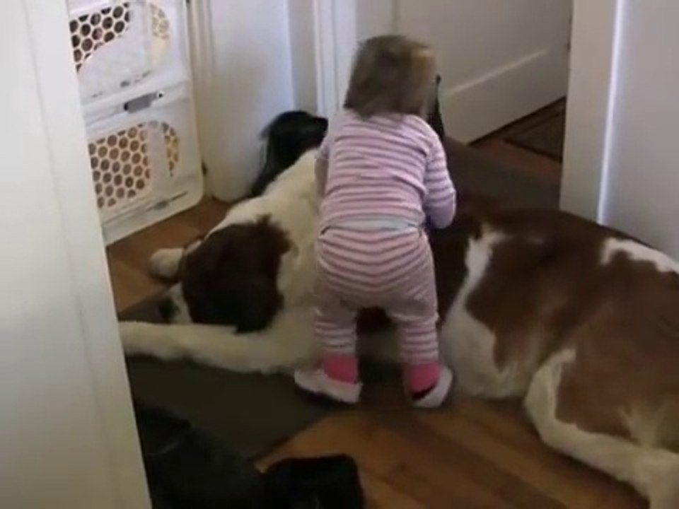 Toddler Tries Ride St. Bernard - (Dog Ain't Having It)