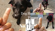 Dog Really Hates Middle Finger Compilation - middle finger to your dog