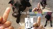 Dog Really Hates Middle Finger Compilation - middle finger to your dog