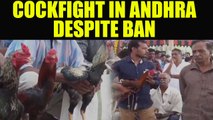Cockfight event organised in Andhra Pradesh despite court ban, Watch Video | Oneindia News