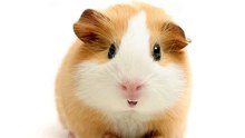 Happy Birthday! - Funny Birthday Songs (Gary the Guinea Pig)