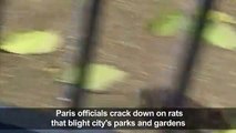 Paris cracks down on rat scourge