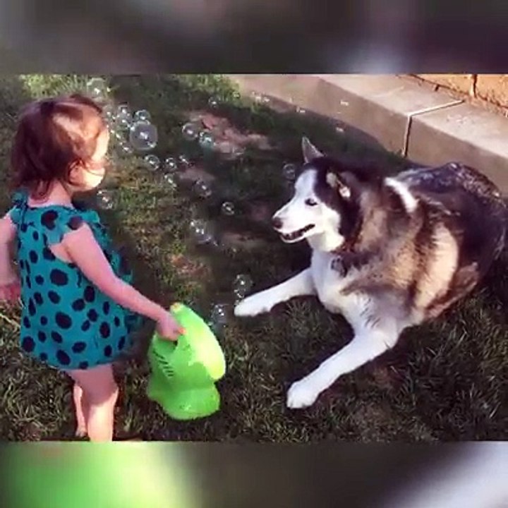 Everyone needs a Funny Husky